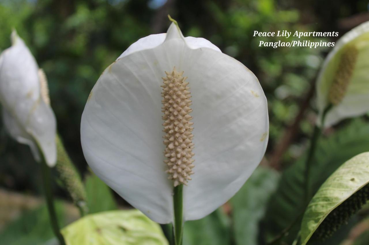 Peace Lily Studio Apartments Panglao Exteriér fotografie