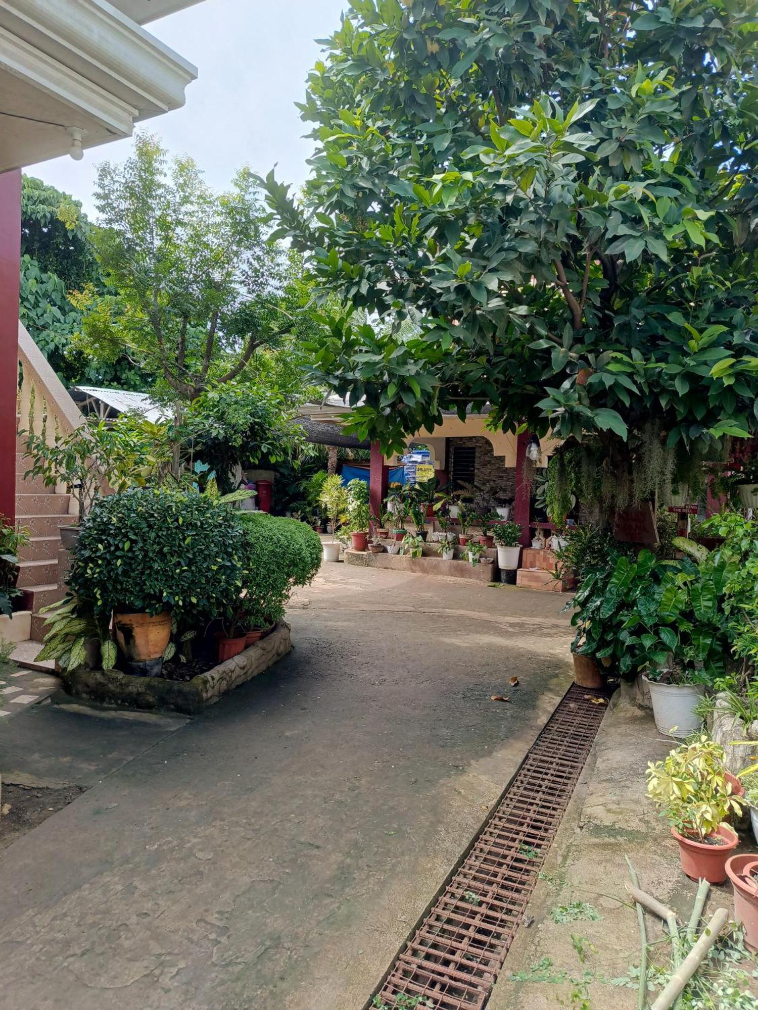Peace Lily Studio Apartments Panglao Exteriér fotografie